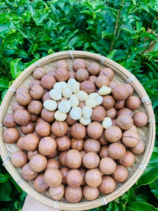 500g nhân macca sấy chín tách vỏ giòn ngon