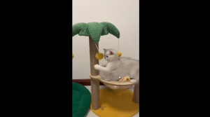 Coconut Tree Cat Climbing Frame Cat Nest Cat Scratching Column Transparent Space Capsule Pet Supply Small-scale