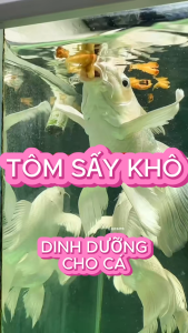 Tôm sấy khô Sâu canxi | Đạm cực cao (>68%) | Thức ăn kích màu vây vi kì siêu phát triển cho cá chép sư tử phi tần