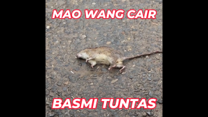 Racun Tikus Mao Wang Maowang CAIR MERAH Paling Ampuh Mati Kering Ditempat Tanpa Bau Anti [Paket 50 Biji]