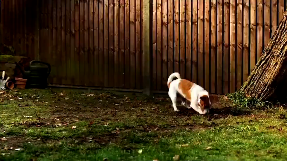 【Buy 3 free 1-limited time 】Drontal Cat Deworm/ Ubat Cacing Anjing /Ubat Cacing Kucing Worm - Vet Recommend / -1Tablet -猫驱虫