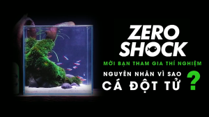 ZERO SHOCK - CHỐNG SỐC GIẢM STRESS KHỬ CLO PHỤC HỒI NHANH CHO CÁ CẢNH