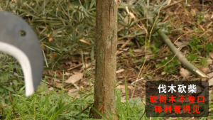 GARDEN SICKLE CUTTER_SICKLE SICKLE GRASS SICKLE GRASS KNIFE 胶把柴刀塑柄钩刀柴王砍柴刀木柄加固柴刀园林修枝刀 Sabit Rumput Pisau Rumput