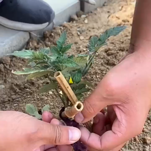 新款园艺卡扣夹 瓜果蔬菜长豆吊藤夹子 果树绑枝固定器 Home Garden Planting Clip Growing Clip Supporting Clip