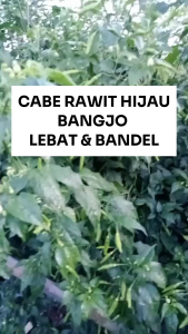 Benih Cabe Rawit BANGJO 10 gram Cap RAJA SEED Lebat & Bandel