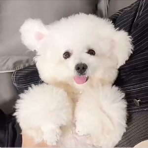 Lược chải ve rận cho chó mèo thỏ bọ - T3 PETS SHOP