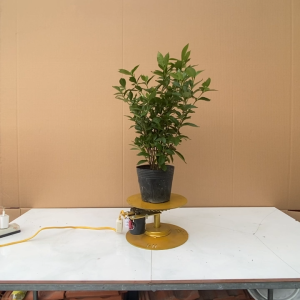 Cây Hoa Lài Tiểu Thư - Cây Cảnh Sân Vườn (Hoa Thơm)