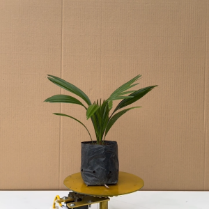 Cây Cọ Nhật - Cây Cảnh Văn Phòng Mini