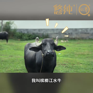 认养吃甘蔗的水牛 200ml*10瓶 纯牛奶 High Protein Pure Milk 200ml*10bottles