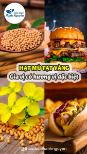 Hạt mù tạt vàng Ấn Độ nguyên chất 500g - Thảo Dược Hạnh Nguyên