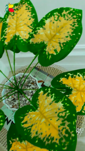 TANAMAN PALSU DAUN KELADI KUNING ARTIFICIAL B8142