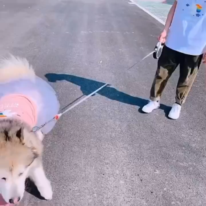 Pet Pantry Rainbow Princess Dress Dog Clothes Puppy Clothes Cat Clothes Pet Clothes Dog Dress Puppy Dog Dress Cat Dress Dog Clothes Female Puppy Clothes Female Cat Clothes Female Pet Clothes Female Large Dog Big Dog Golden retriever Husky Alaskan