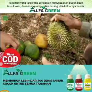 Pupuk Booster Durian Agar Subur & Berbuah Besar Tanpa Rontok | Super Hormon BSF