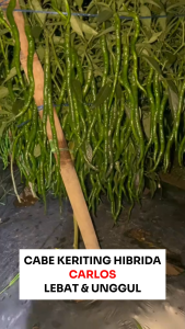 Benih Cabe Merah Keriting CARLOS F1 50 Biji Asli Cap Bunga Matahari Hibrida