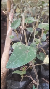 Bibit Cabe Jawa 10 Bibit