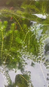 สาหร่าย หางกระรอก เลี้ยงในที่ปิดปราศจากโรค