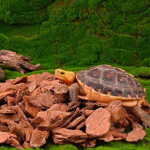 1 Litre Imported Fermented Pine Bark Substrate For Orchids Aroids Succulents and reptile beddings