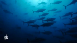 AIFACAD ไอฟาแคท  [[พร้องส่ง ]]โรคเบาหวาน ลดไขมัน ฟื้นฟูการทำงานของตับอ่อน ดูแลปัญหาระดับน้ำตาลในเลือด กระตุ้นการทำงานของ ควบคุมปริมาณน้ำตาลในกระแสเลือด เพิ่มการดูดซึมถึง 39 เท่า  และวิตามินดี 3 ที่มีความบริสุทธิ์สูง 1กระปุกมี 60 เม็ด