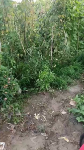 Pagar Taman Pagar Shabby Chic Jual Satuan Dekorasi Pagar Taman Plastik Pagar Kebun Pagar Plastik