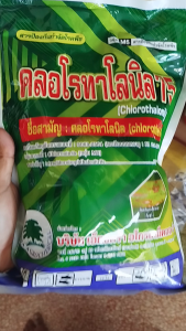 คลอโรทาโลนิล 75% wp 1 Kg ป้องกันและกำจัด : โรคราน้ำค้าง โรคราสนิม โรคราดำ โรคใบจุด โรคแอนแทรคโนส โรคเมลาโนส โรคสแคป