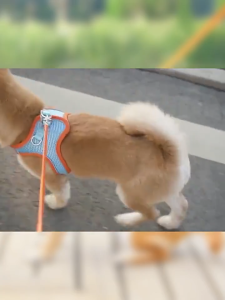 Tali Traksi Lonceng Kucing Dan Anjing Panduan Tali Traksi Pelatihan Anjing Rantai Hewan Peliharaan