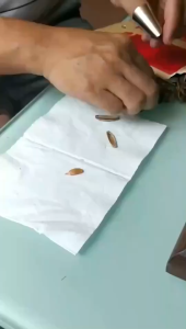 Pelindung Jari/ Pengaman Jari dan Pengupas Kacang dari Pisau Bahan Stainless