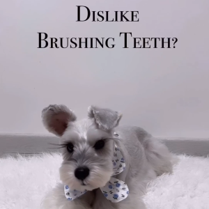 Happi Doggy Zest Regular 4-Inch Dental Chew 25g | Dog Treats Strawberry Mint Apple Milk Orange Avocado | Now Happi Skippi