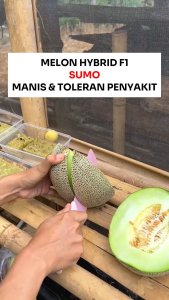Benih Unggul Melon Hybrid F1 SUMO 1 gram Cap TUNAS BERLIAN Manis & Toleran Penyakit