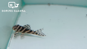 BRBN King Tiger Pleco (L333) - Hypancistrus SP - Algae Eater - Ikan Pleco - Ikan Bandaraya - Aquarium Freshwater Fish / Ikan Air Tawar