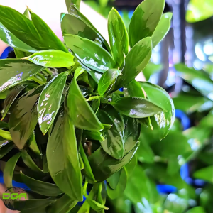 Aquatic PLants Anubias barteri var. angustifolia Denmark Mini（丹麦迷你小榕）