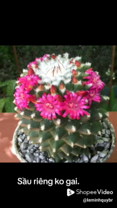 XƯƠNG RỒNG Combo 3 loại xr hoa đẹp . Tặng chậu nhựa nhỏ