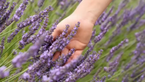 Dens Candle Aroma Stone Car Fragrance Stone