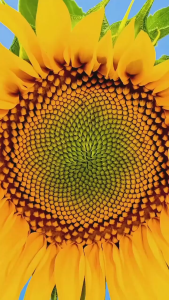 Sunflower Seeds Dwarf - 25 Seeds