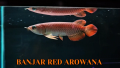 4-5"inch Banjar Red Arowana (Grade AA) 班嘉红龙鱼. 