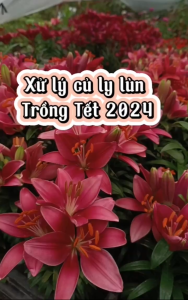 CỦ HOA LY LÙN LY THƠM - Hàng nhập khẩu Hà Lan loại 5-7 tai hoa nhiều màu sắc (Tặng kèm phân xơ dừa)