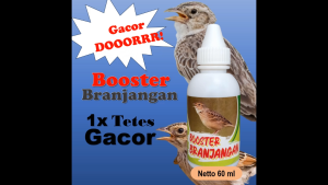 Booster Branjangan 60 ml / branjangan booster / vitamin khusus burung branjangan / Vitamin branjangan gacor / Vitamin branjangan / vitamin burung branjangan / vitamin Branjangan gacor / penggacor burung branjangan / campuran pakan Branjangan gacor herbal