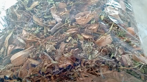 100g trà lá nam chuyên trị sỏi gia truyền gói dùng thử