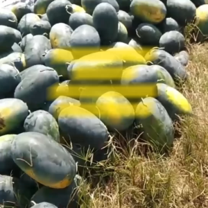 Benih Semangka Kuning DEWANGGA F1 Isi 20 gram Cap Panah Merah