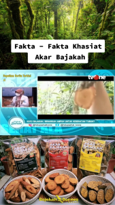 AKAR BAJAKAH TAMPALA MERAH ORIGINAL KALIMANTAN