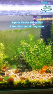 Egeria Densa (hydrilla)  Aquarium aquascape live plant fry hiding