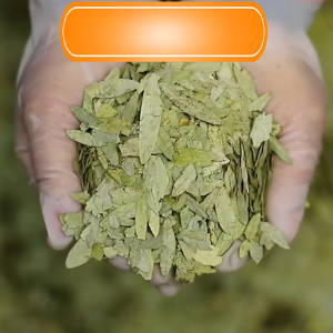 ✅[HÀNG LOẠI 1] Trà Phan Tả Diệp Sấy Khô Nguyên Lá Sạch Thơm Tốt Cho Tiêu Hoá Nhuận Tràng