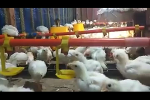 Hanging cup for chicken and duck nipple drinker card type chicken with water cup chicken with steel ball drinker automatic drinking cup