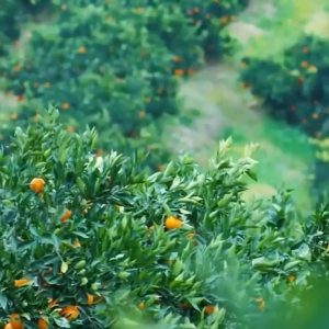 GMEELAN Centella Asiatica Peeling Gel Facial Glowing Blackhead Cleaner Body Exfoliating Mencerahkan Dan Mengangkat Sel Kulit Mati / NASA SHOOP