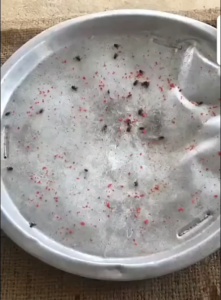 25pcs/box Ubat Lalat Fly Flies Poison Pest Umpan Serbuk RacunBait Insecticide Fly Bait Flies Killing Powder