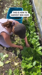 How to Choose & Plant PAKCHOI & BOKCHOI Seeds