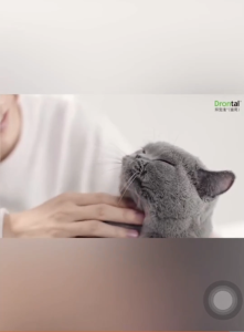 (buy 3 free 1)Drontal Deworm Cat 1-Tablets Tasty Tablet for Cat Vet Recommend (Exp 2029)