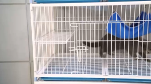 Cat Bed Pet Hammock For Pet Cat Rest & House Soft & Comfortable Buaian Kucing Tilam Kucing Hanging Pet Cage