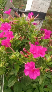 GG | 200 Benih Bunga Pukul 4 Mirabilis Jalapa Magenta