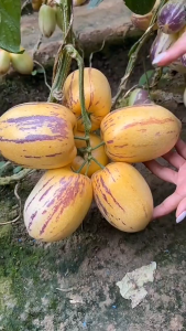 Biji Bernih Pepino Melon Bonsai (12 Seeds) /Ginseng Fruit Seeds /人参果种子