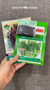 Hạt giống rau Cải ngồng xanh Cải ngồng tím (Cải ngồng đỏ) - Tỉ lệ nảy mầm >90% - Trồng quanh năm